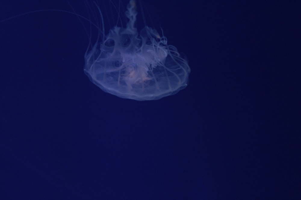 a jellyfish floating in the dark blue water