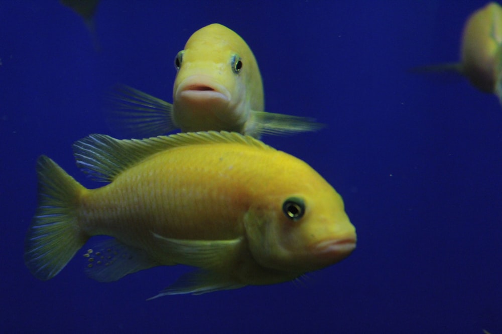 a group of yellow fish swimming in an aquarium