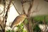 Elegant pastel painting of a native Australian bird perched delicately on a branch with muted green background.