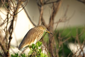 Elegant pastel painting of a native Australian bird perched delicately on a branch with muted green background.