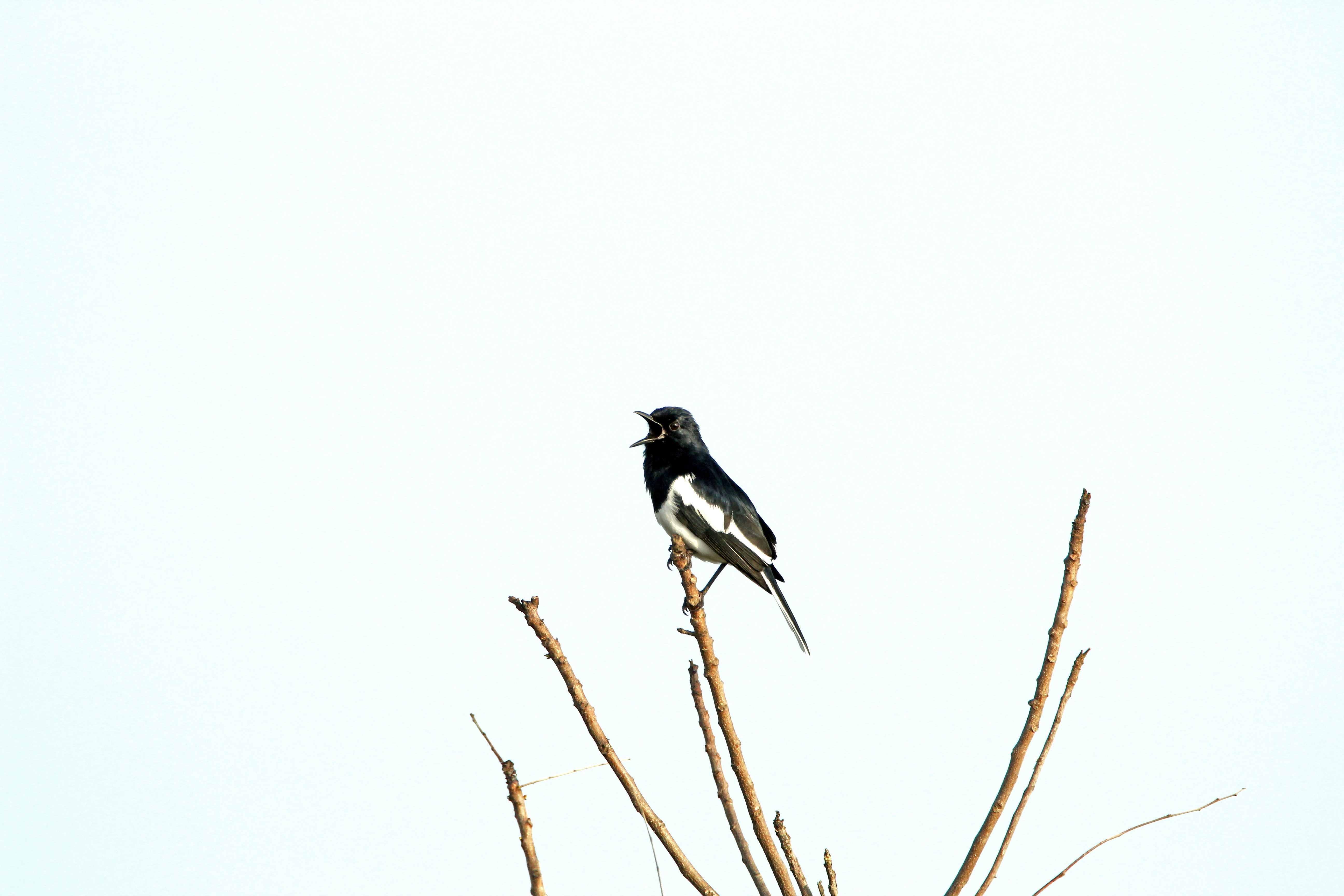 Photo by viswaprem