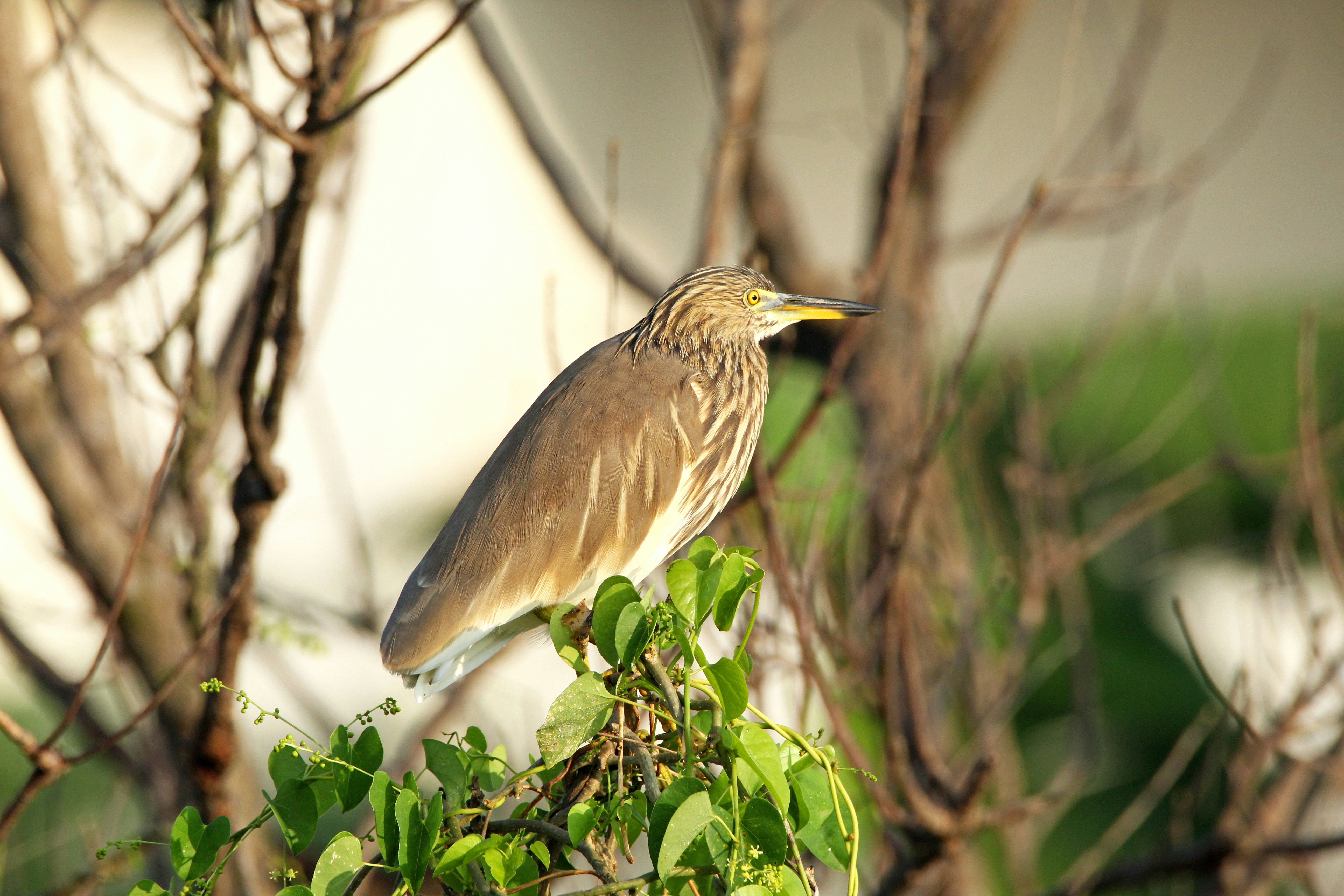 Photo by viswaprem