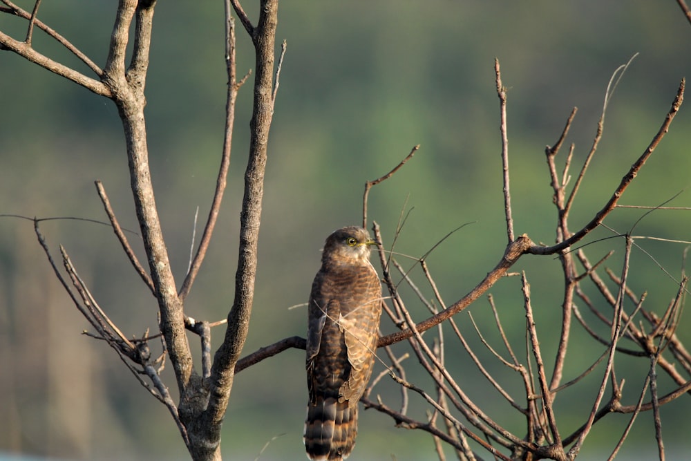 a bird perched on a branch of a tree