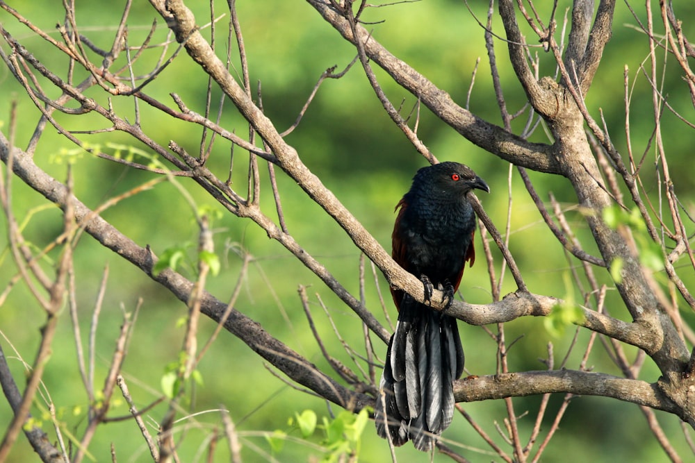 Un uccello nero seduto sulla cima di un ramo di un albero