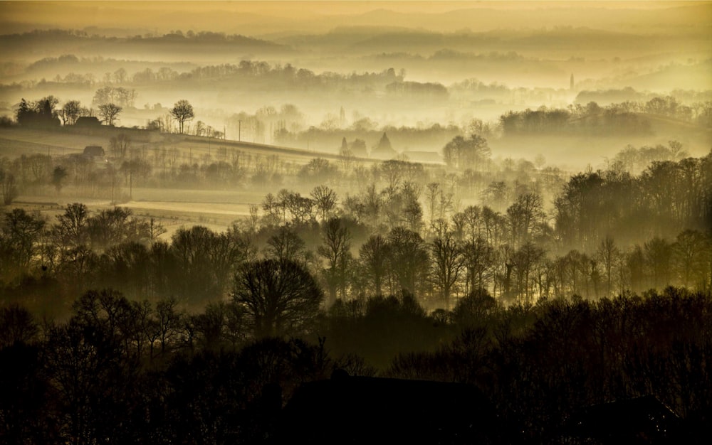 a foggy landscape with trees and hills in the distance