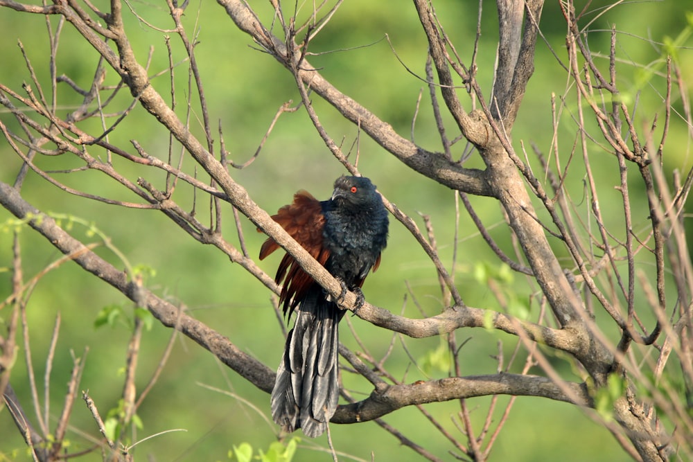 un uccello seduto su un ramo di un albero