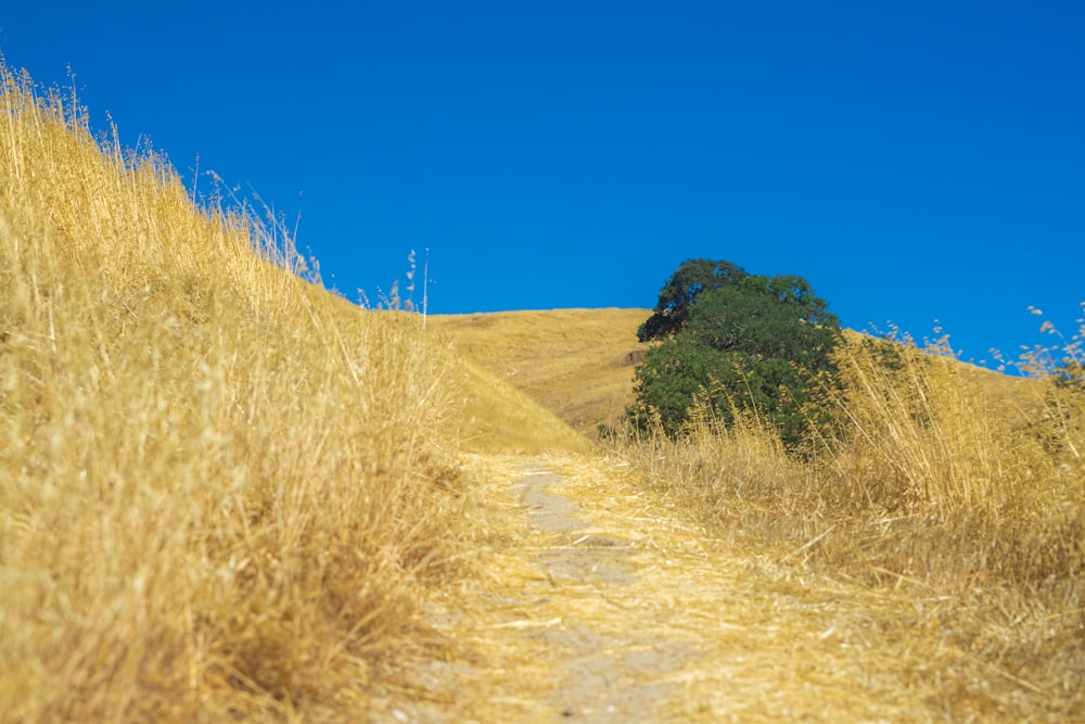 a dirt road with a tree on top of it