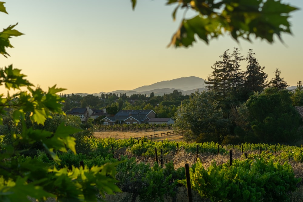 a view of a vineyard with a mountain in the background