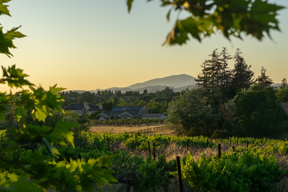 a scenic view of a vineyard with houses in the background