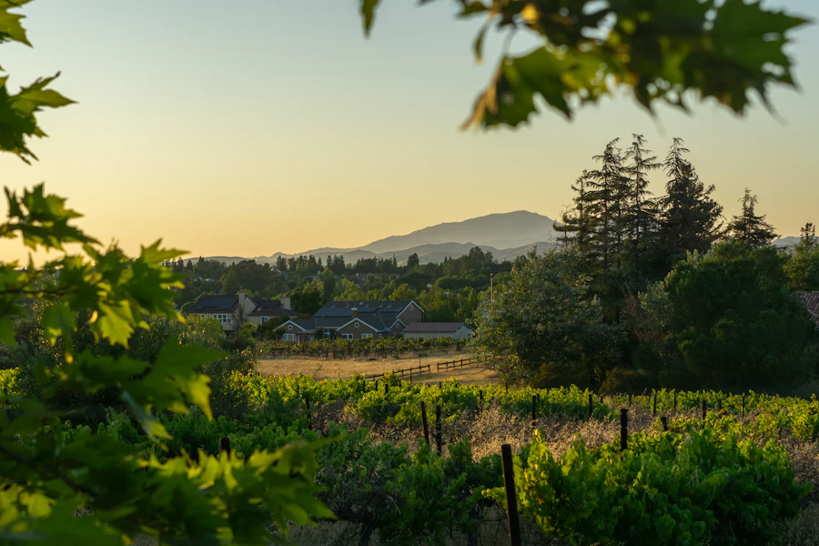 Rows of vines in front of village houses