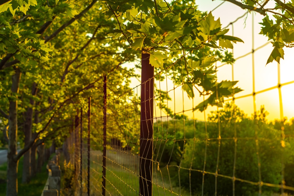 a fence that has some trees growing on it