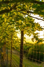 A sunlit fence with green leaves overhead. The wire fence extends into the distance, surrounded by lush greenery. Sunlight filters through the leaves, casting a warm glow.