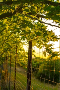 A sunlit fence with green leaves overhead. The wire fence extends into the distance, surrounded by lush greenery. Sunlight filters through the leaves, casting a warm glow.