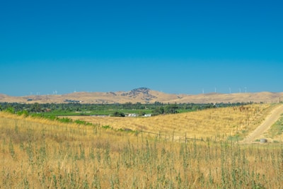 A rural landscape featuring rolling golden hills under a clear blue sky. In the foreground, grassy fields blend into cultivated land with patches of green. A dirt road leads into the distance on the right. Several wind turbines are visible on the hills, indicating a mix of agriculture and renewable energy.