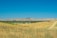 A rural landscape featuring rolling golden hills under a clear blue sky. In the foreground, grassy fields blend into cultivated land with patches of green. A dirt road leads into the distance on the right. Several wind turbines are visible on the hills, indicating a mix of agriculture and renewable energy.