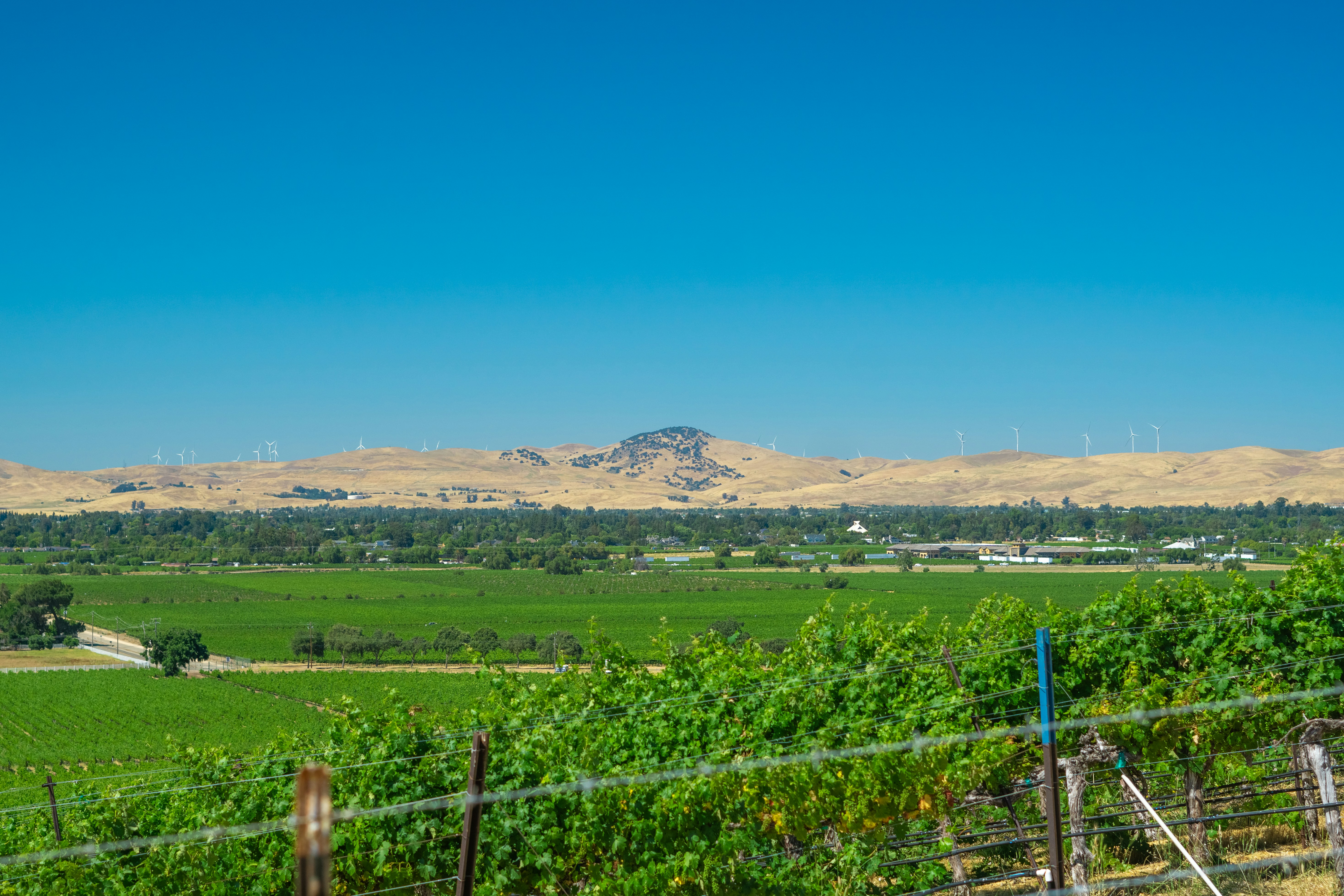 a vineyard with mountains in the background, 