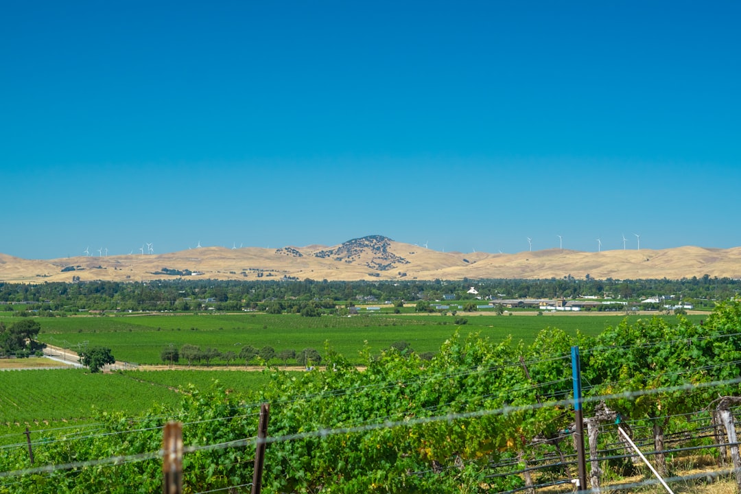 a vineyard with mountains in the background,
