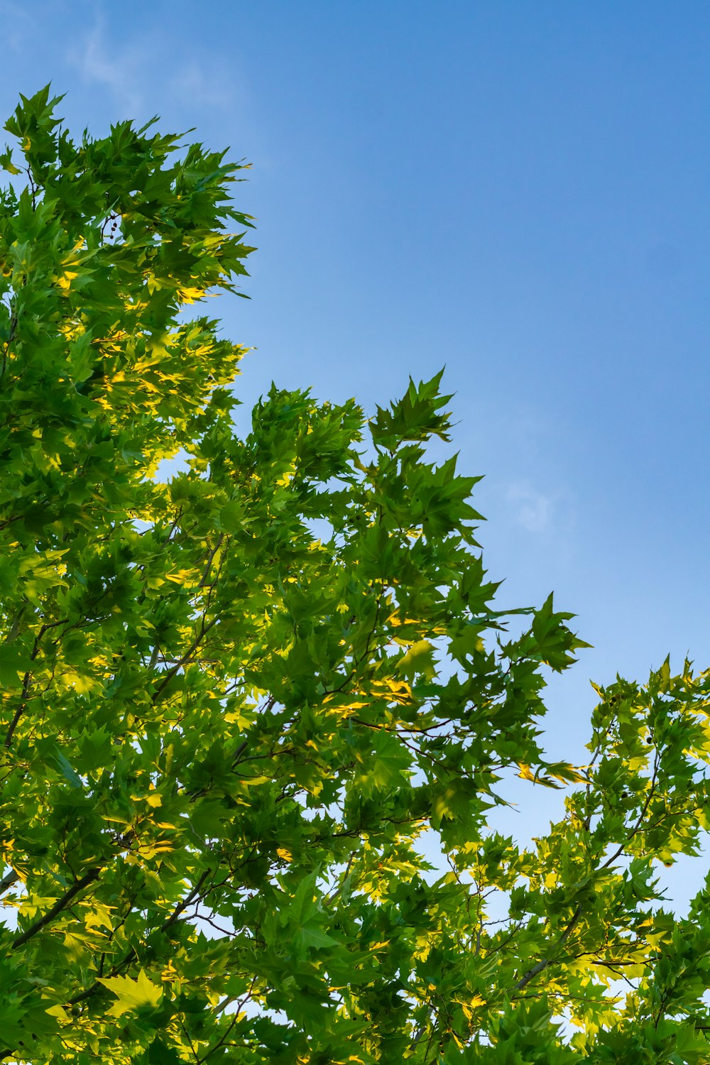 a plane flying through a blue sky with green leaves