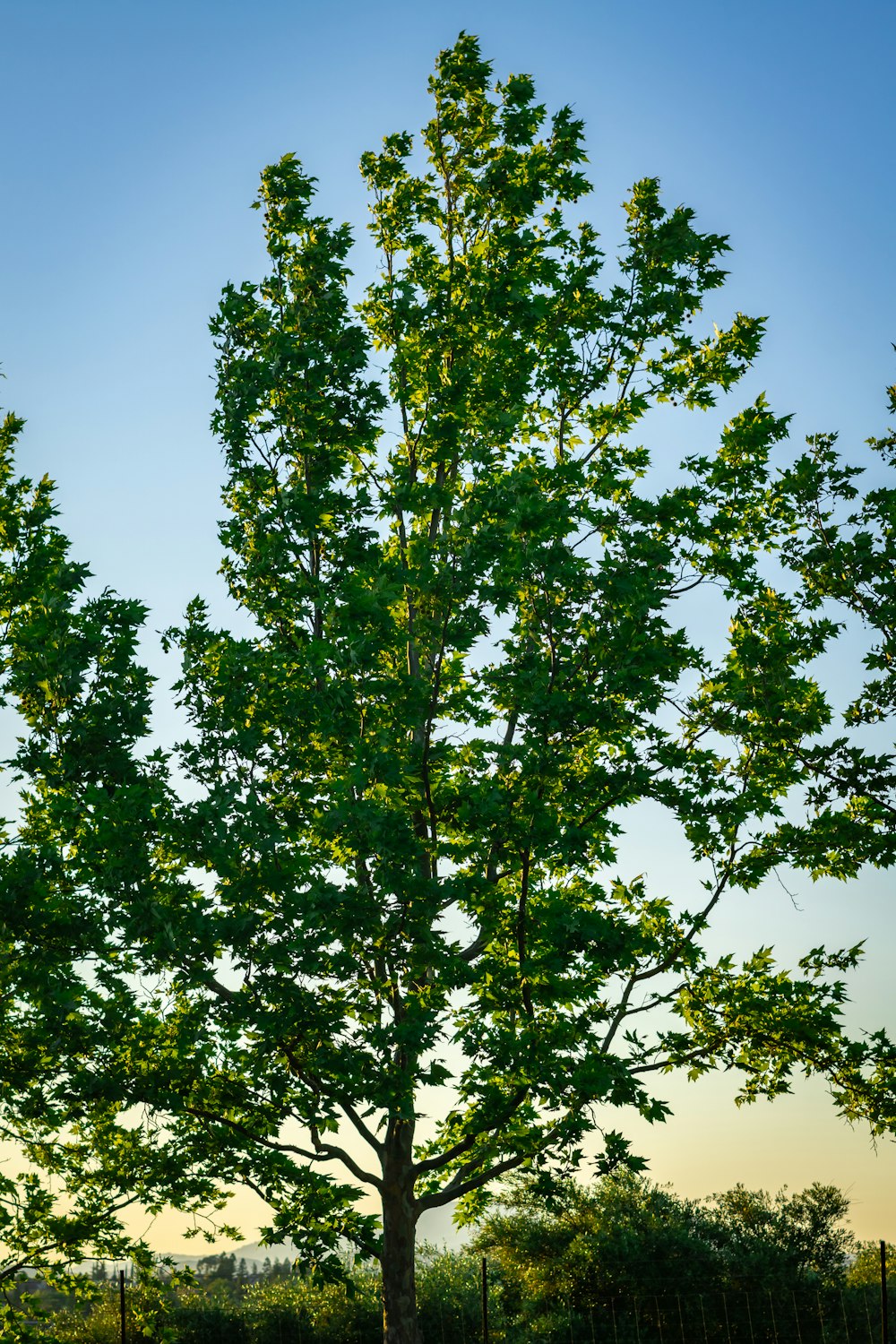 a lone tree in a grassy field with a blue sky in the background