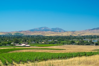 A panoramic view of Mendoza's vineyards under the warm sun with the Andes mountains in the background.