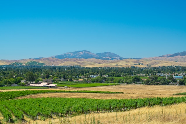 A panoramic view of a volcanic vineyard with lush grapevines and a backdrop of a volcanic mountain.