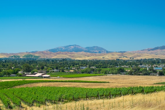 A panoramic view of Mendoza's vineyards under the warm sun with the Andes mountains in the background.