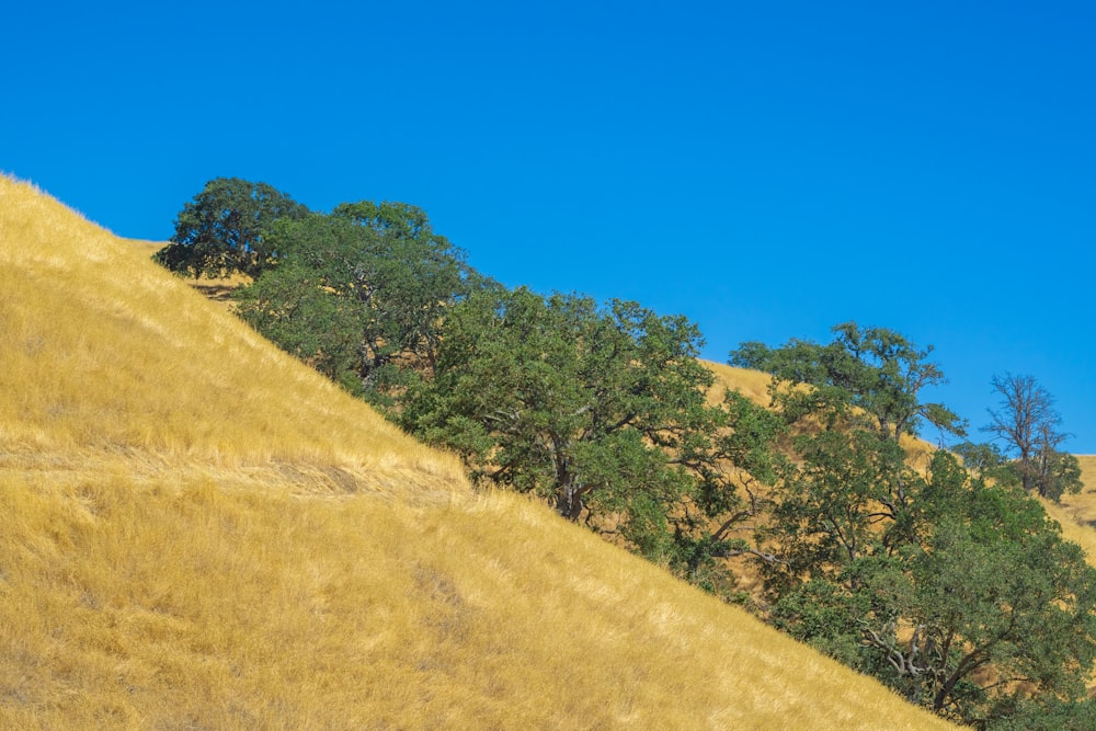 a grassy hill with trees on top of it