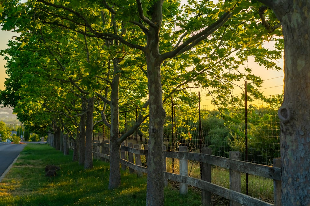 a fenced in area next to a tree lined road