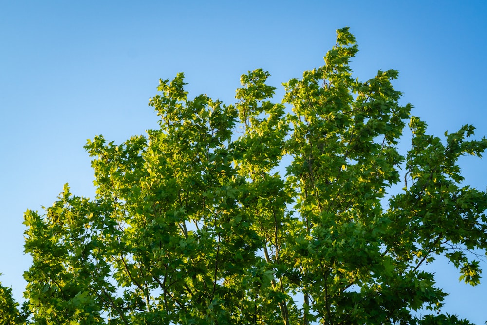 a tree with green leaves against a blue sky