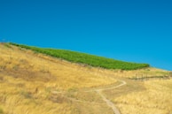 A scenic landscape featuring a lush vineyard with rows of green grapevines on a gently sloping hill. The foreground includes a path that winds through golden-brown dry grass. The sky is clear with a rich blue color.