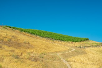 A scenic landscape featuring a lush vineyard with rows of green grapevines on a gently sloping hill. The foreground includes a path that winds through golden-brown dry grass. The sky is clear with a rich blue color.