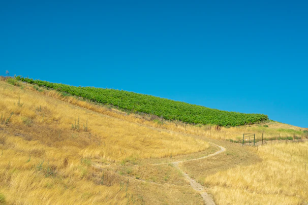 A scenic vineyard landscape showcasing lush grapevines under a clear blue sky.