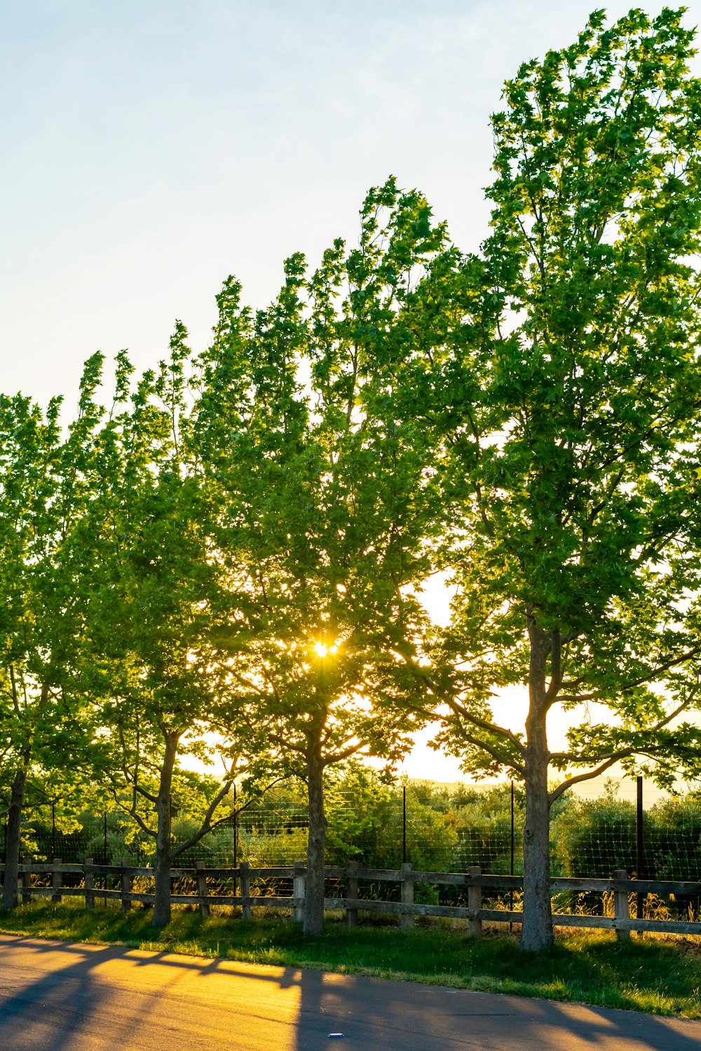 the sun is shining through the trees in the park