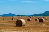 Contestants proudly displaying their best hay bales in the bright Ozark sunshine.