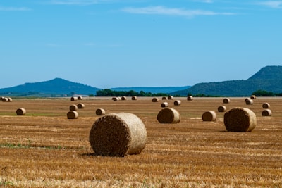 Contestants proudly displaying their best hay bales in the bright Ozark sunshine.