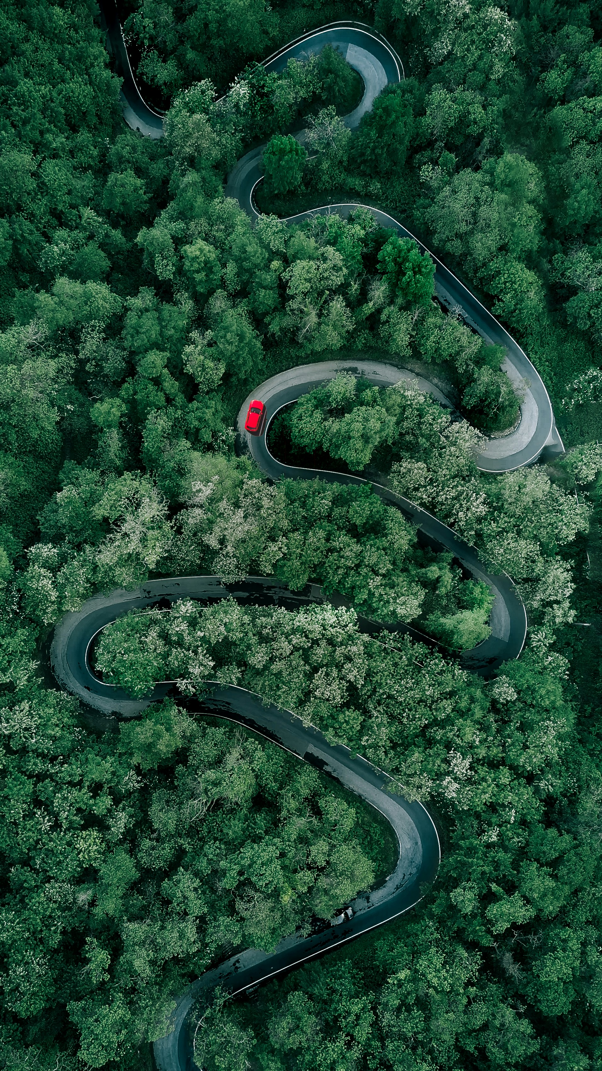 a winding road in the middle of a forest