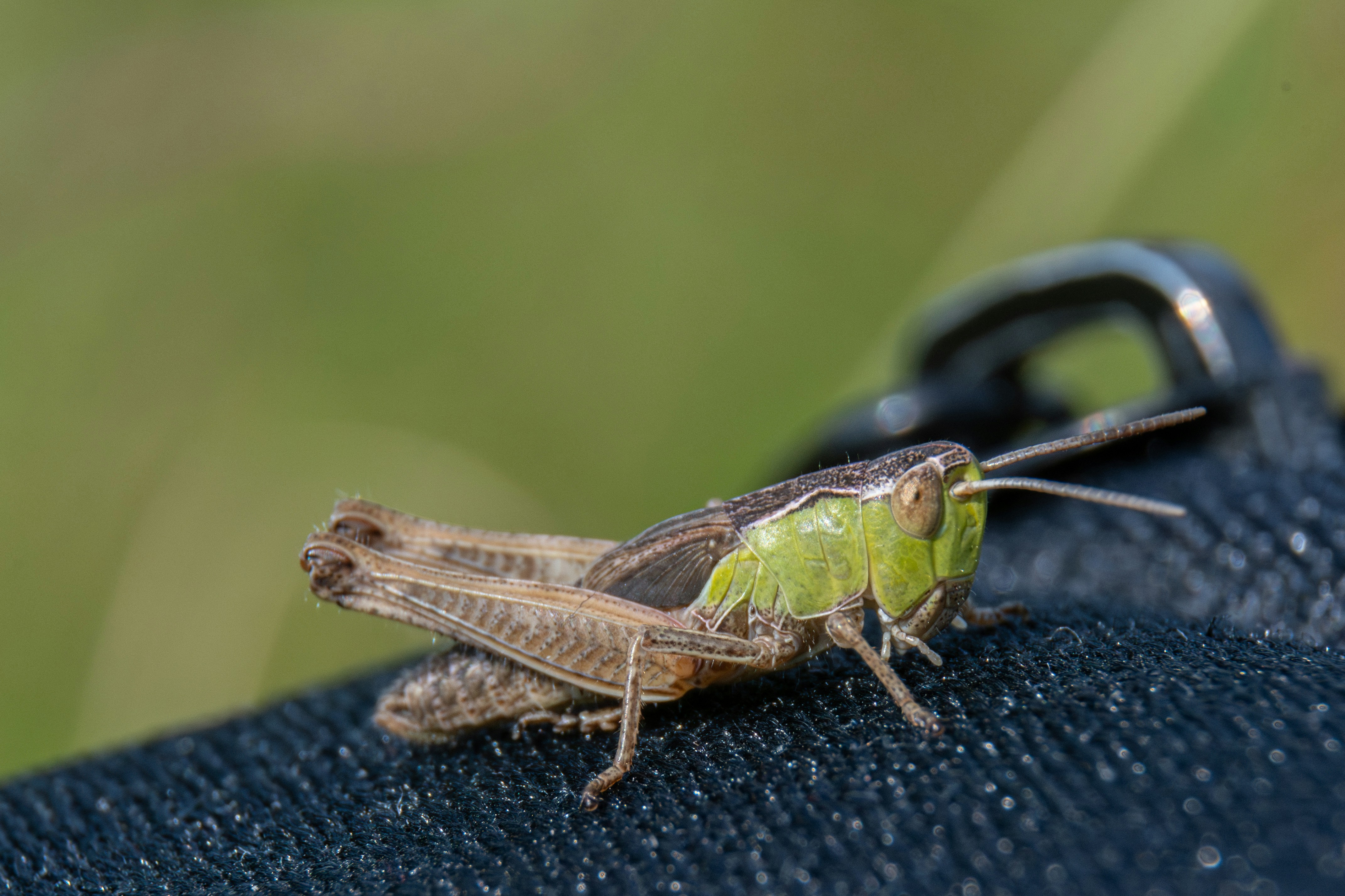 A close up of a on a piece of cloth photo Free Hungary