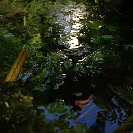 Lush green aquatic plants are submerged in clear water, with sunlight reflecting off the surface, creating a serene and natural scene.