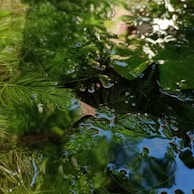 Lush green aquatic plants are submerged in clear water, creating intricate patterns with light reflections. Water droplets and ripples add texture, while the vibrant foliage is visible both above and beneath the water surface.