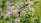 Two bumblebees are actively pollinating light purple flowers in a lush garden environment. The blossoms are surrounded by rich green leaves, and the scene is lit by natural sunlight, creating a warm and lively atmosphere.