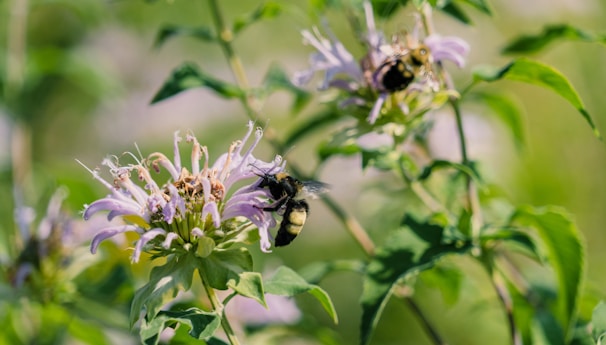 Bees buzzing around vibrant flowers in the farm’s organic garden, pollinating plants.