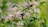 Two bumblebees are actively pollinating light purple flowers in a lush garden environment. The blossoms are surrounded by rich green leaves, and the scene is lit by natural sunlight, creating a warm and lively atmosphere.