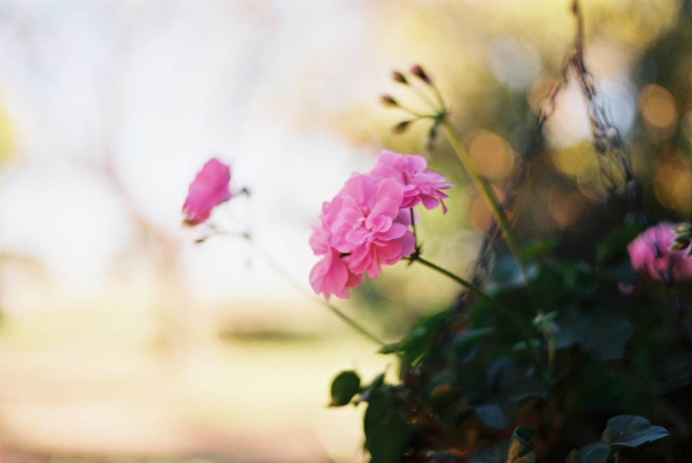 some pink flowers are growing in a pot