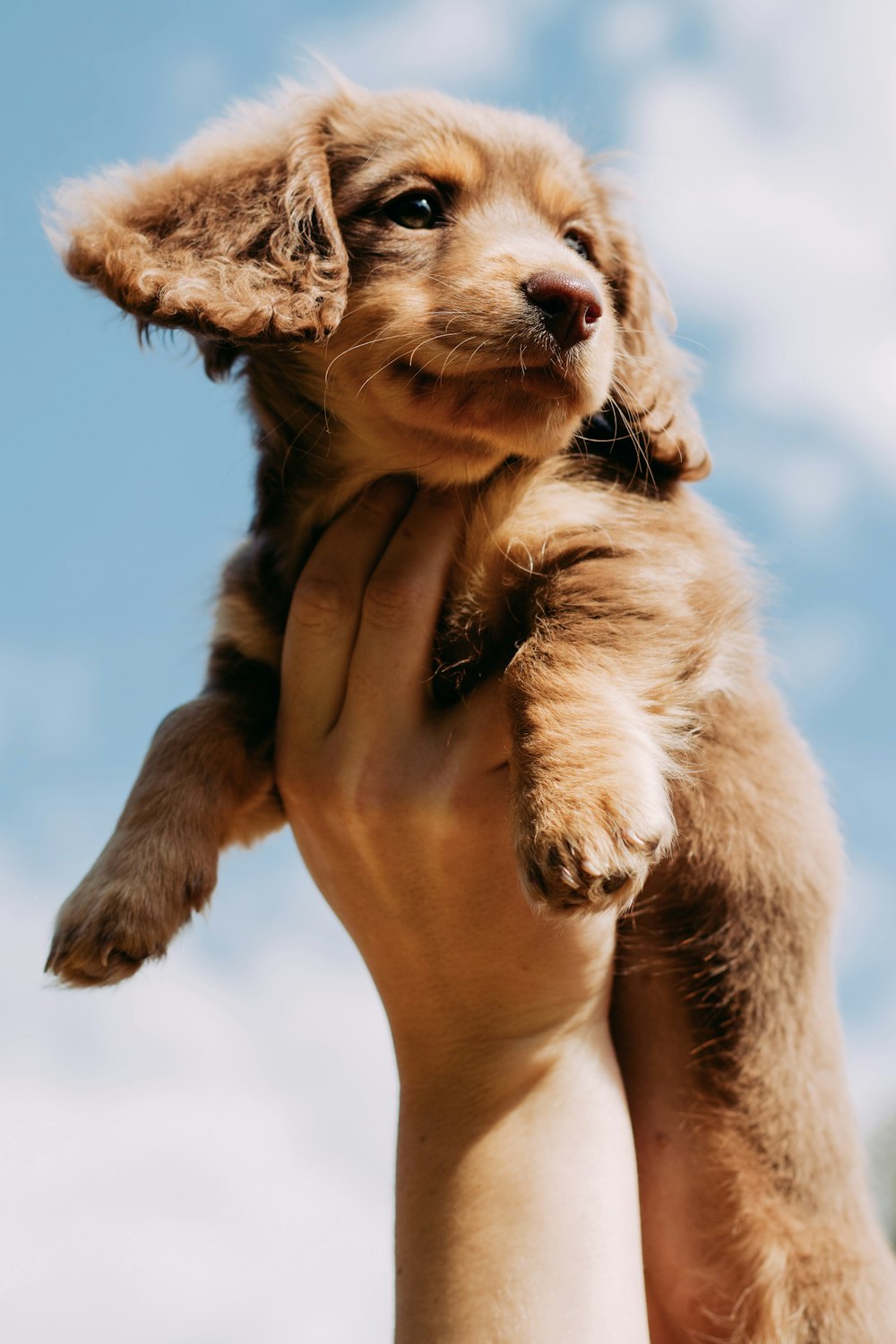 a person holding a puppy up in the air