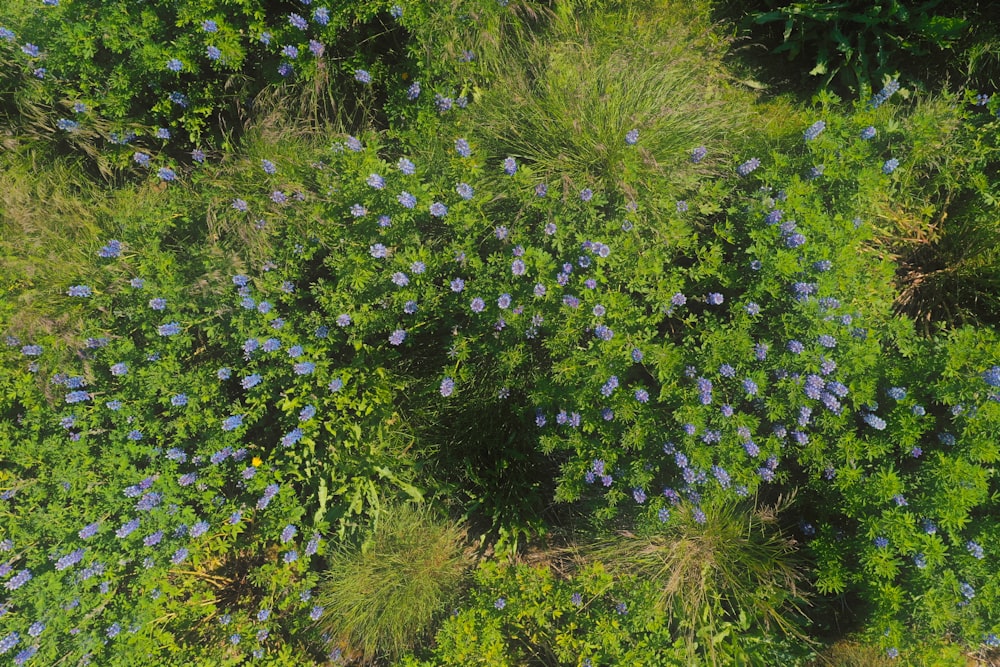 a group of blue flowers growing on the side of a hill