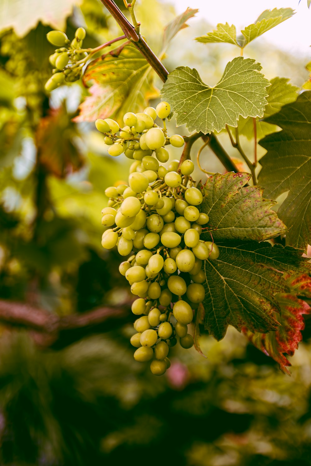 a bunch of grapes hanging from a vine