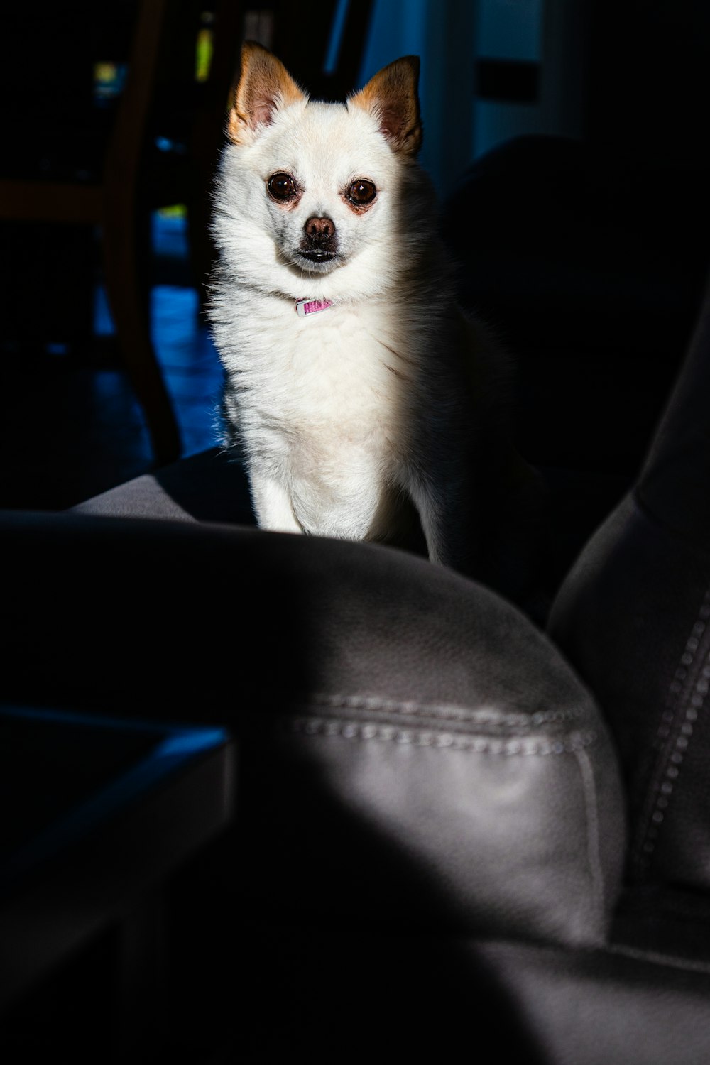 a small white dog sitting on top of a couch