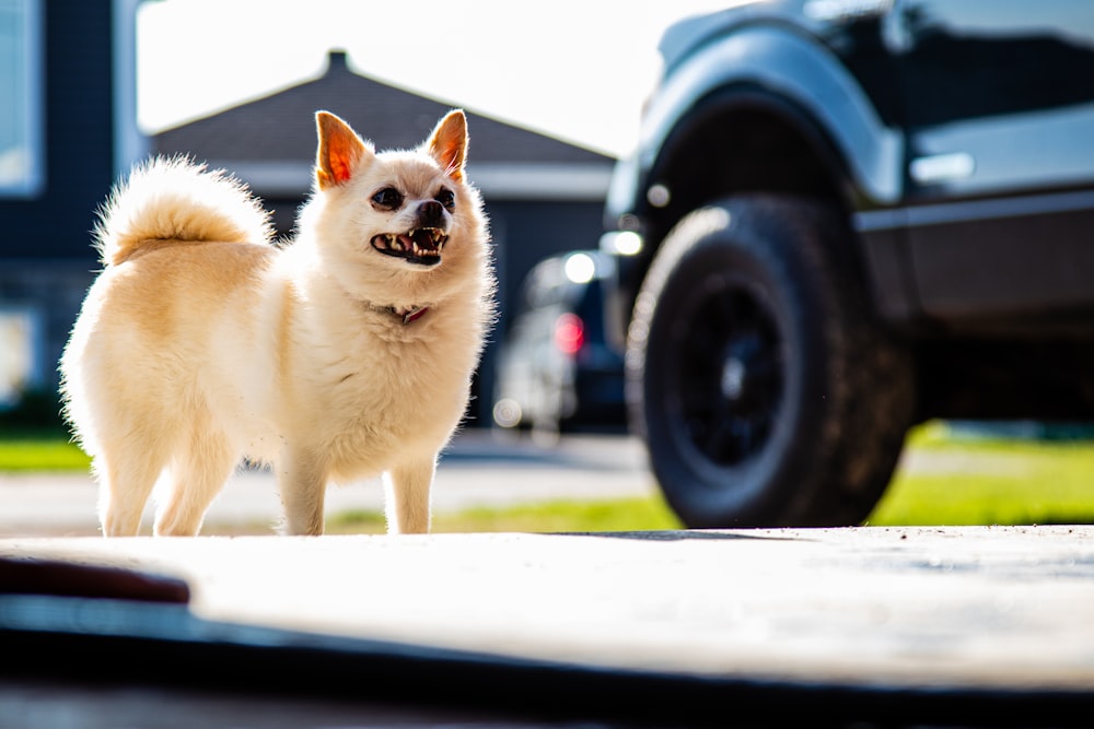 a small white dog standing next to a black truck