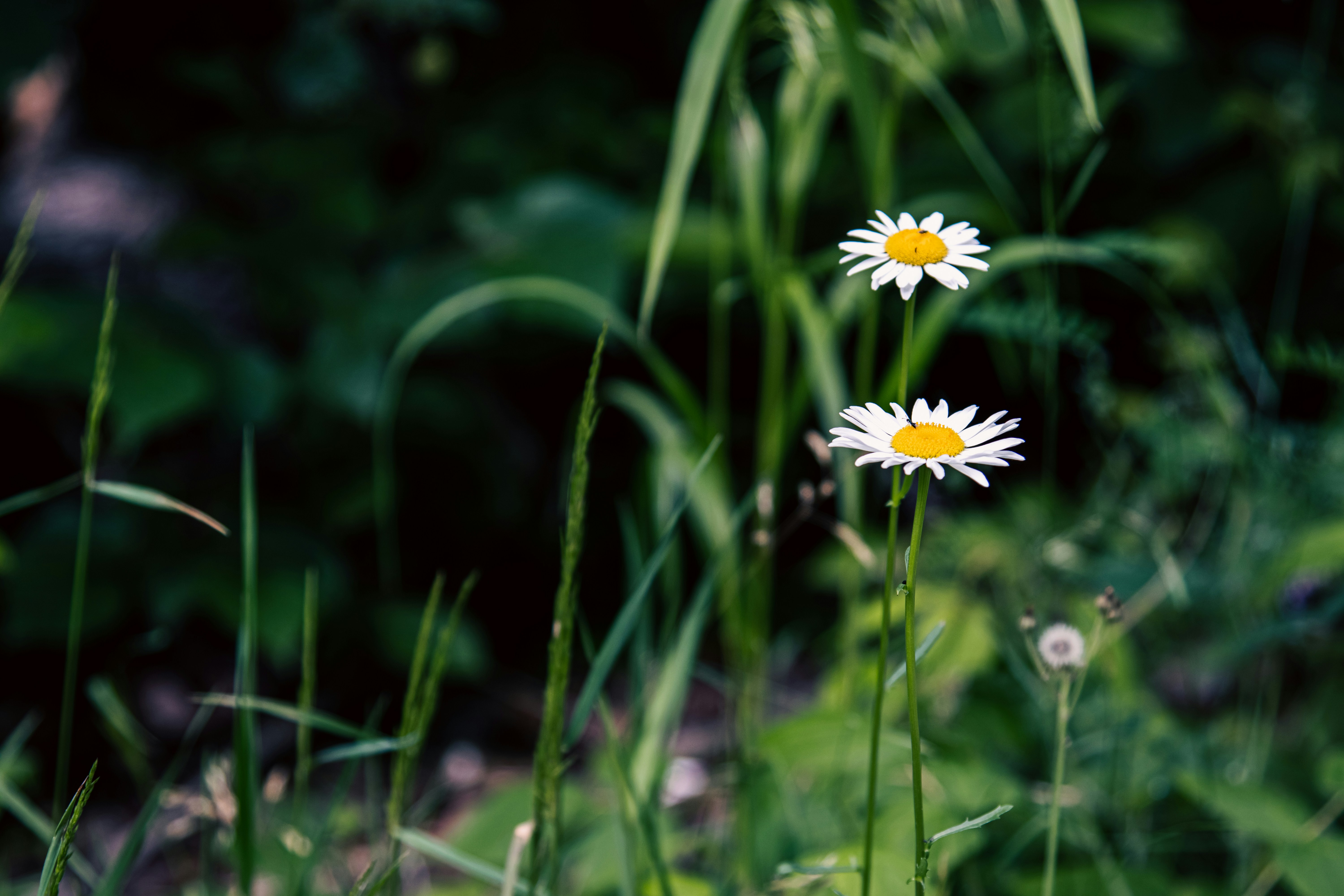 a couple of white flowers sitting on top of a lush green field