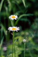 chamomile